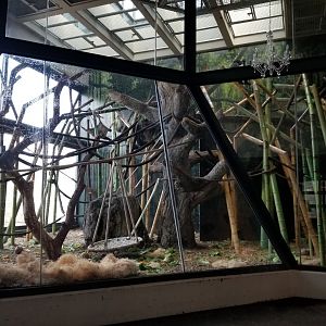 Dec. 2017 - Regenstein Center for African Apes - First Gorilla Exhibit