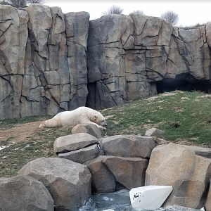 Dec. 2017 - Arctic Tundra - First Polar Bear Exhibit