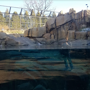Dec. 2017 - Arctic Tundra - Second Polar Bear Exhibit Underwater View
