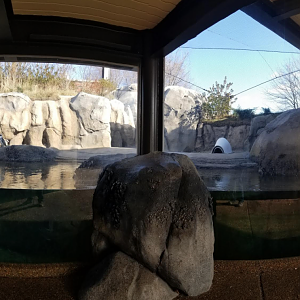 Dec. 2017 - Robert and Mayari Pritzker Penguin Cove Panorama