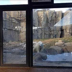 Dec. 2017 - Arctic Tundra - First Polar Bear Exhibit