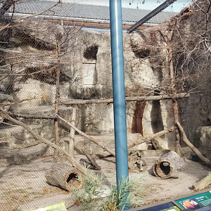 Dec. 2017 - Kolver Lion House - Red Panda Exhibit