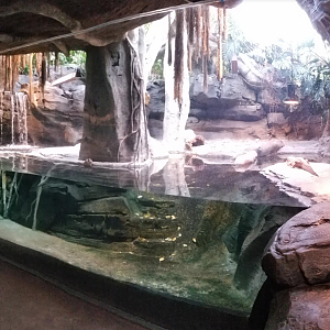 Dec. 2017 - African Journey - Dwarf Crocodile Exhibit