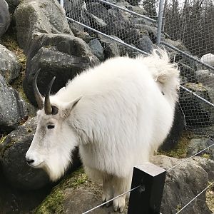 Mountain Goat