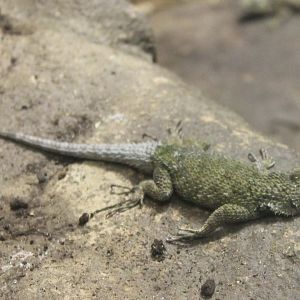 Sceloporus malachiticus