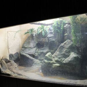 Enclosure Sceloporus malachiticus