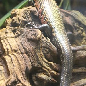 Fire skink