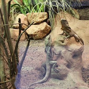 Frill-necked lizards