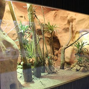 Australian Herp-enclosure