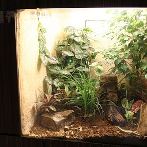 Enclosure Trachylepis affinis