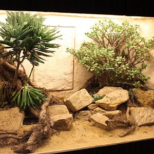 Enclosure Bitis nasicornis