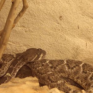 Western diamondback rattlesnake