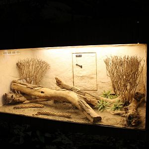 Enclosure Western diamondback rattlesnake