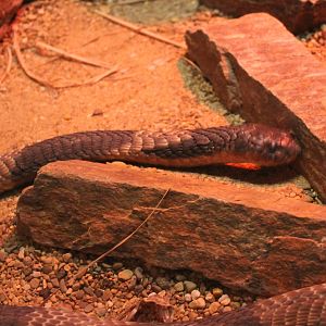 Snouted cobra - Naja annulifera