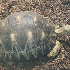Radiated tortoise