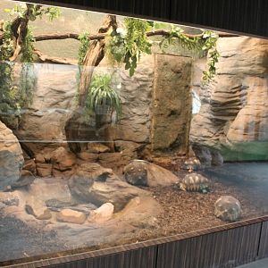 Madagascar Herp-enclosure