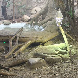 Komodo dragon