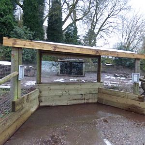 White-lipped Peccary viewing window