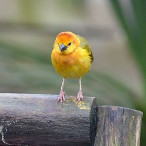 Taveta Golden Weaver
