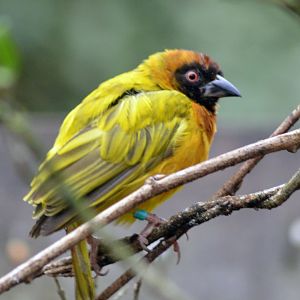 Yellow-crowned Bishop