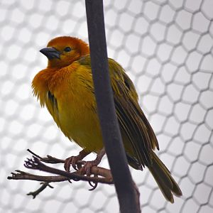 Taveta Golden Weaver