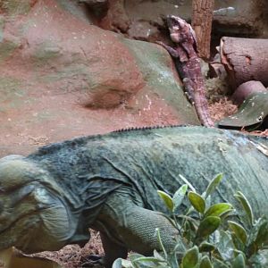 Rhinoceros Iguana and Frilled Lizard mixed exhibit