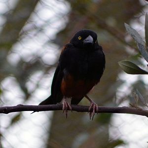 Vieillot's Black Weaver