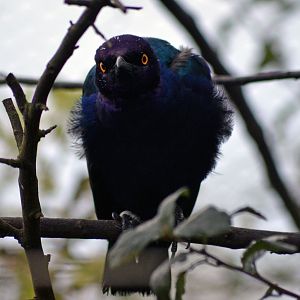 Glossy Starling
