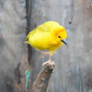 Taveta Golden Weaver