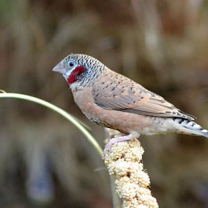 Cut-throat Finch