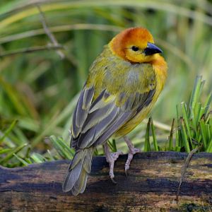 Taveta Golden Weaver
