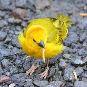 Taveta Golden Weaver