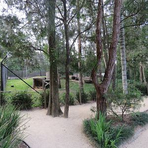 Dingo Exhibit