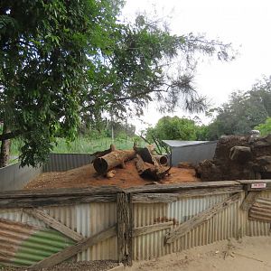 First Wombat Enclosure