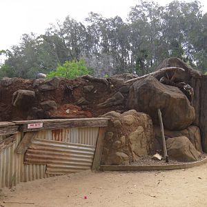 Viewing area for wombat dens