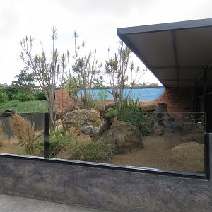 Meerkat Exhibit