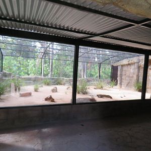Main Fennec Fox Exhibit