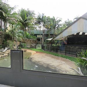 Saltwater Crocodile Exhibit