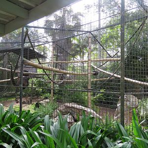 Spider Monkey Exhibit