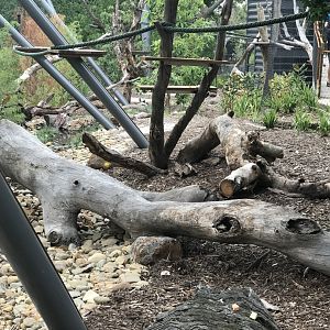 Carnivores - Coati Enclosure