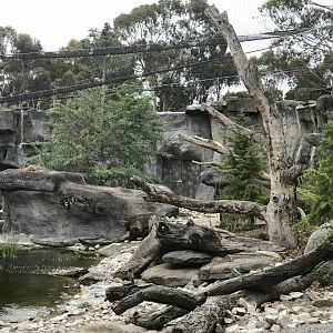 Carnivores - First Snow Leopard enclosure