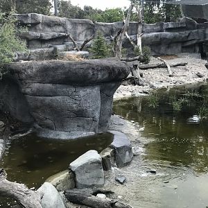 Carnivores - First Snow Leopard Enclosure