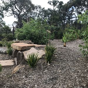 Carnivores - Second Snow Leopard enclosure
