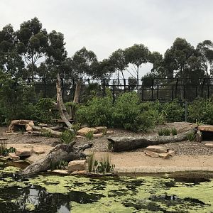 Carnivores - Sumatran Tiger enclosure