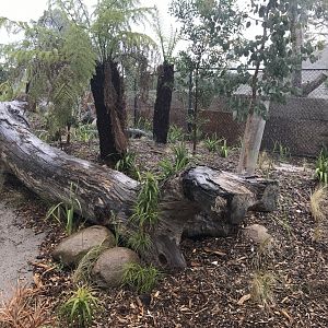 Carnivores - Second Tassie Devil enclosure