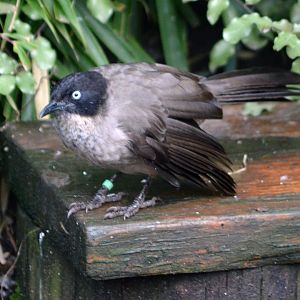 Blackcap Babbler (Turdoides reinwardtii)
