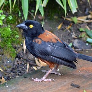 Vieillot's Black Weaver (Ploceus nigerrimus)