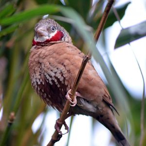 Cut-throat Finch