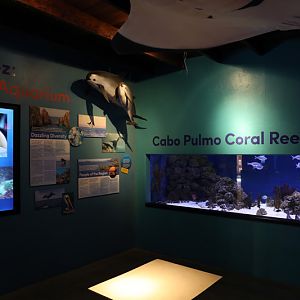 Aquarium with vaquita statues