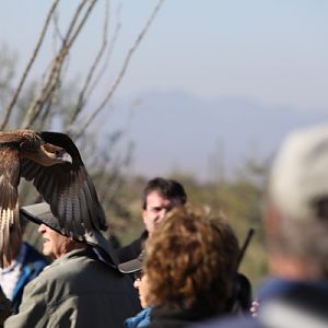 Raptor Free Flight Demo (low over visitors)